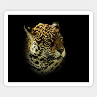 Jaguar portrait Sticker